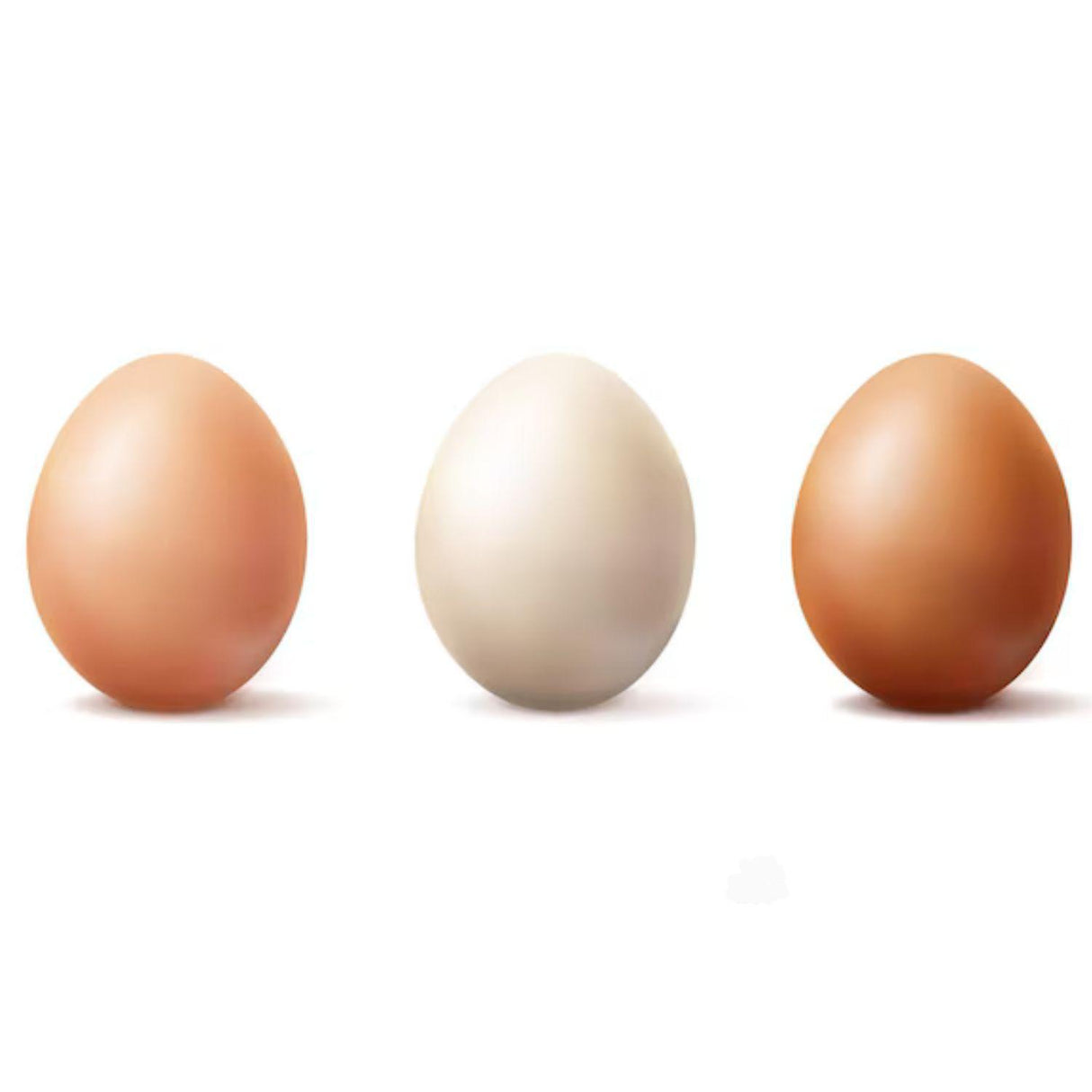 JIDORI EGGS