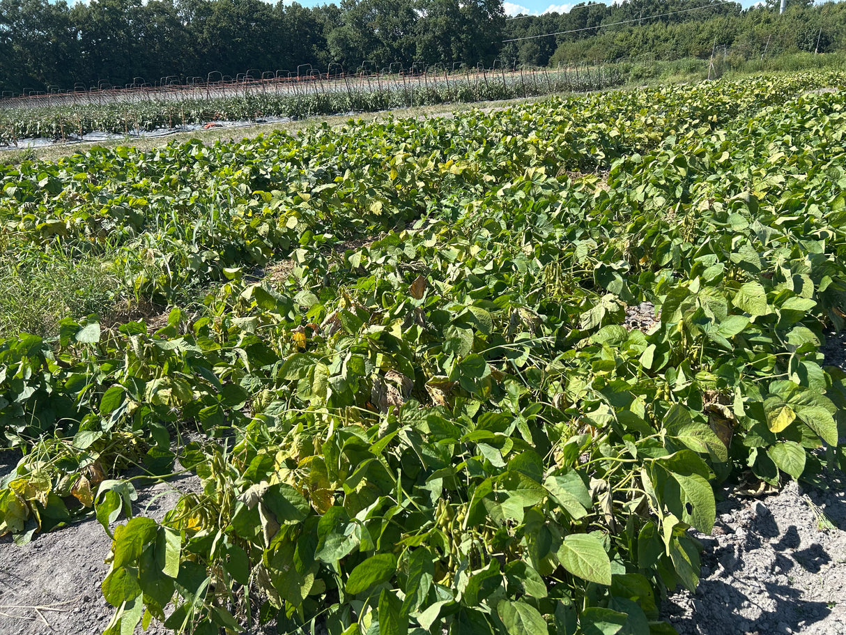 Dried Black Soybeans "Kuromame" l Suzuki Farm l 1 bag