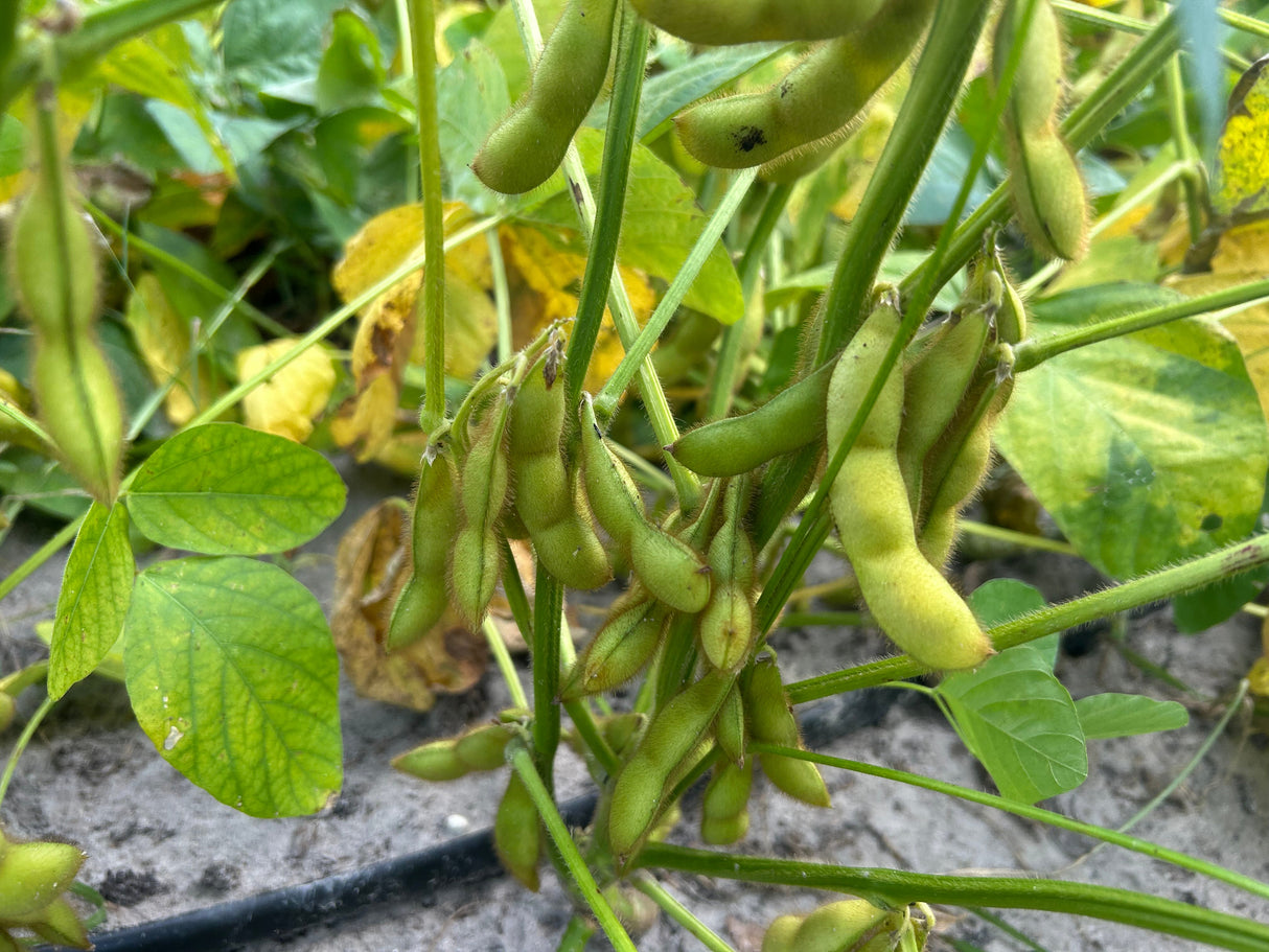 Dried Black Soybeans "Kuromame" l Suzuki Farm l 1 bag