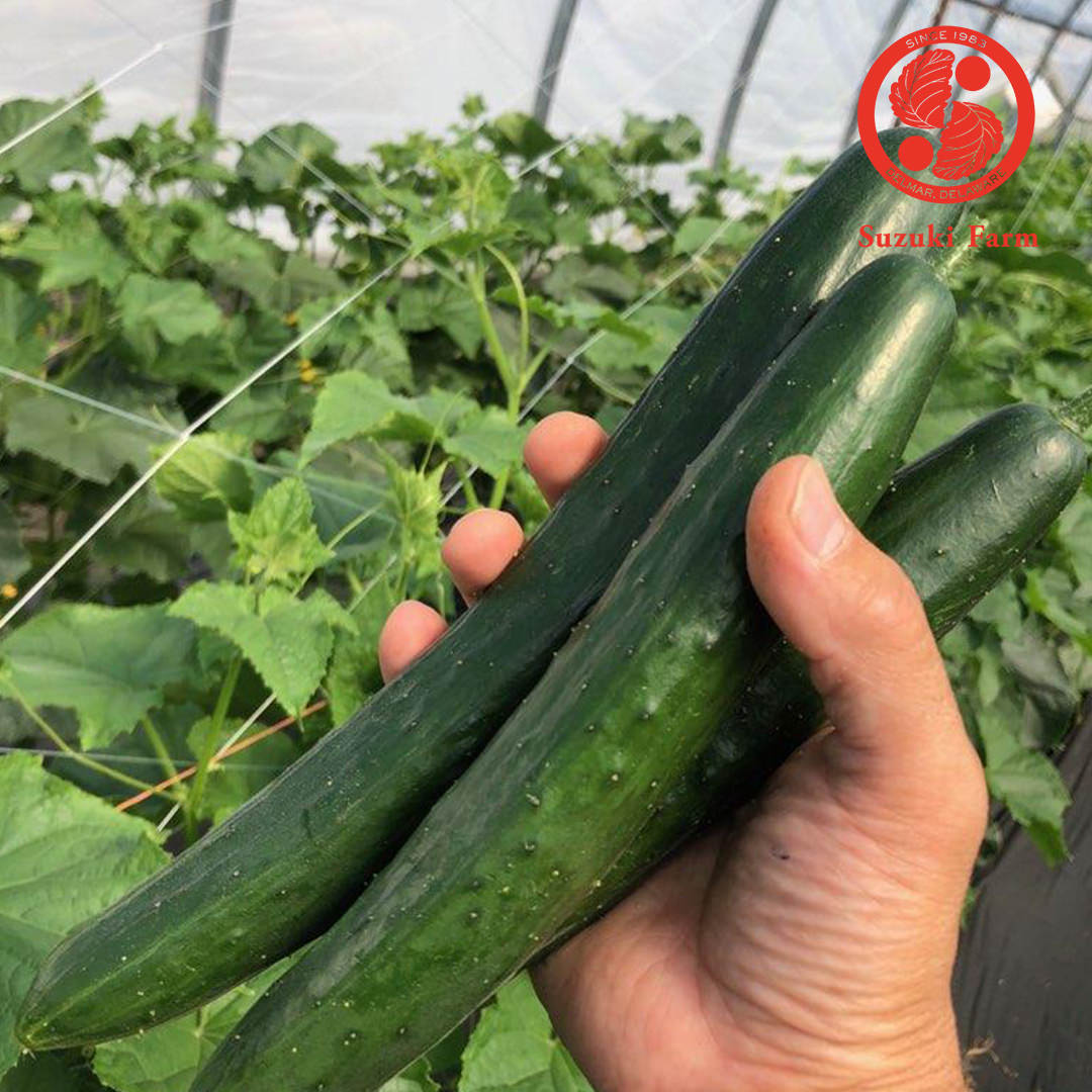 Kyuri (Japanese Cucumber) | Suzuki Farm | 3 pc