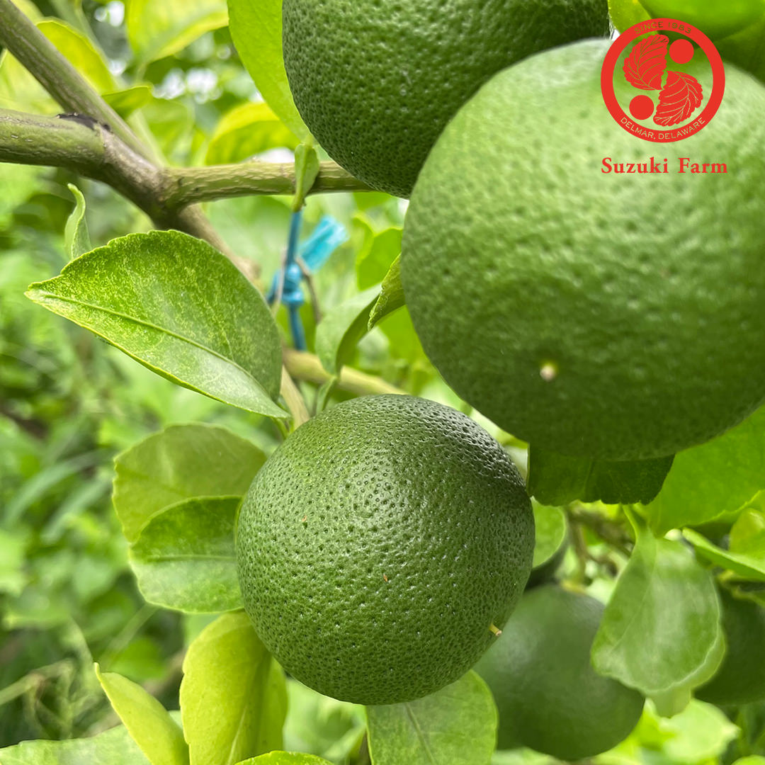 KABOSU Cooking Citrus | Suzuki Farm | 1 pc