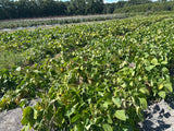 Dried Black Soybeans "Kuromame" l Suzuki Farm l 1 bag