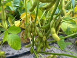 Dried Black Soybeans "Kuromame" l Suzuki Farm l 1 bag