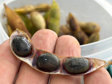 Dried Black Soybeans "Kuromame" l Suzuki Farm l 1 bag