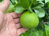 KABOSU Cooking Citrus | Suzuki Farm | 1 pc