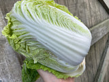 Napa Cabbage | From Our Suppliers | 1 head