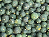 KABOCHA Squash | Suzuki Farm | 1 pc