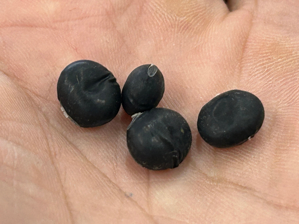Dried Black Soybeans "Kuromame" l Suzuki Farm l 1 bag