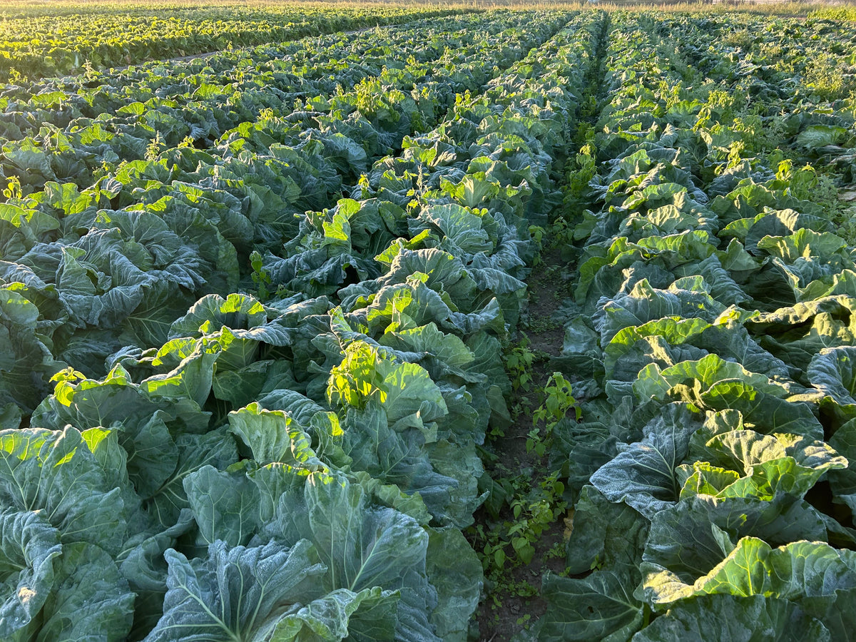Sweet Cabbage (Japanese soft variety) | Suzuki Farm | 1 head