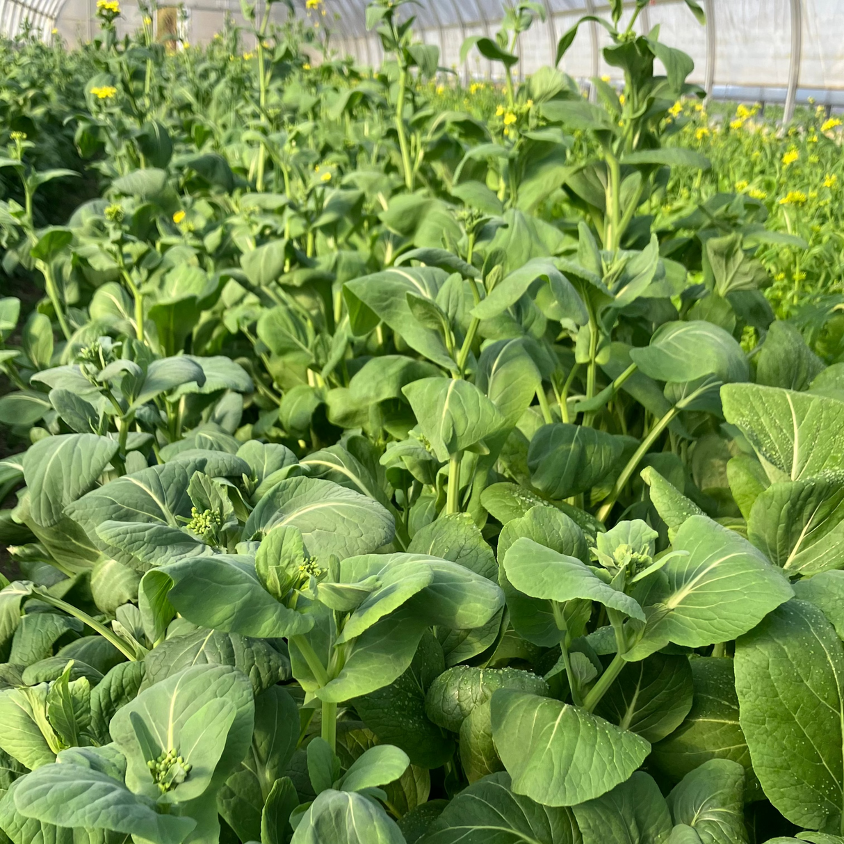 KOMATSUNA Leaves with flower buds | Suzuki Farm | 1 bunch