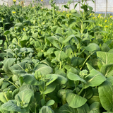 KOMATSUNA Leaves with flower buds | Suzuki Farm | 1 bunch