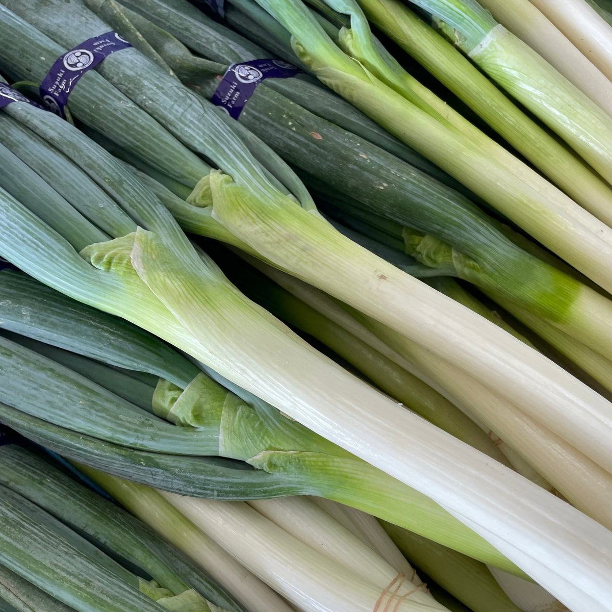 TOKYO NEGI (Long green onion) | Suzuki Farm | 1 bunch – GOHAN Market