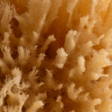 Exfoliating Grass Sea Sponge