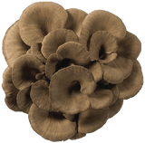 Organic MAITAKE Mushroom l From Our Suppliers | 1 pack (3.5 oz)