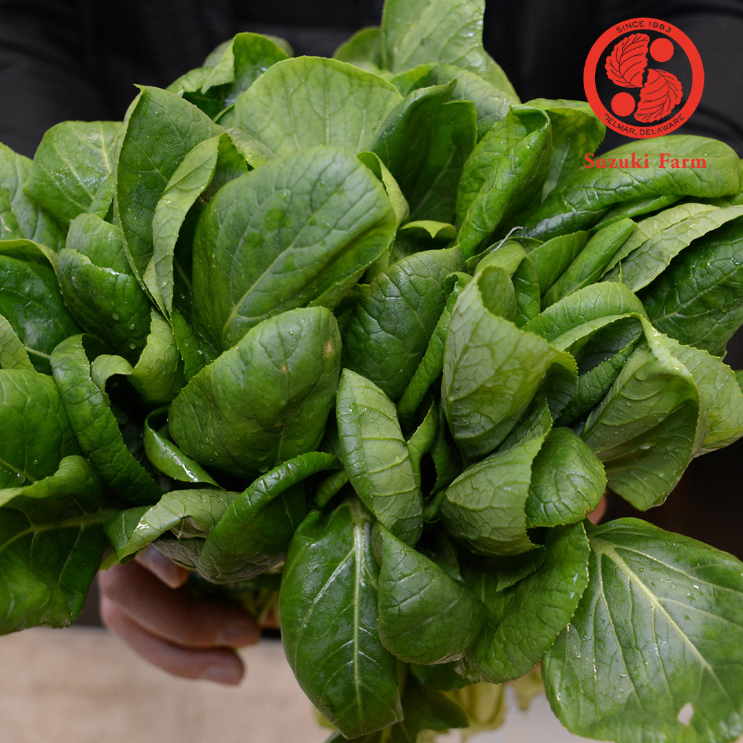 KOMATSUNA Leaves with flower buds | Suzuki Farm | 1 bunch