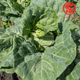 Sweet Cabbage (Japanese soft variety) | Suzuki Farm | 1 head