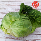 Sweet Cabbage (Japanese soft variety) | Suzuki Farm | 1 head