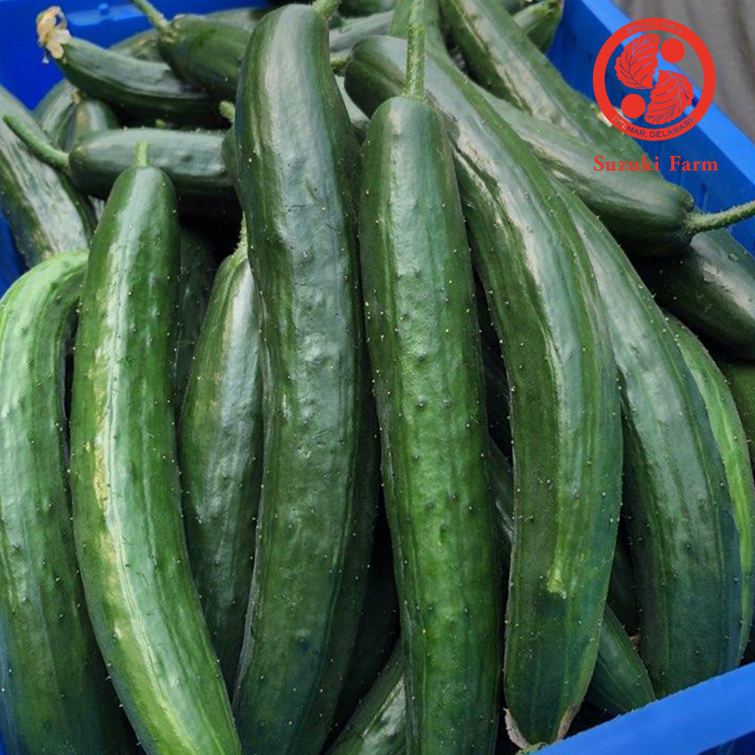 Kyuri (Japanese Cucumber) | Suzuki Farm | 3 pc
