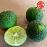 KABOSU Cooking Citrus | Suzuki Farm | 1 pc