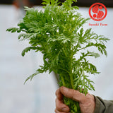 SHUNGIKU Chrysanthemum Greens | Suzuki Farm | 1 bunch